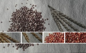 Quinoa vs. Dinkel